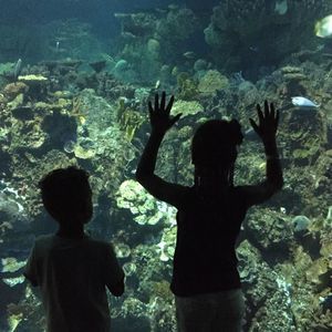 Meet your Posher, Lamont